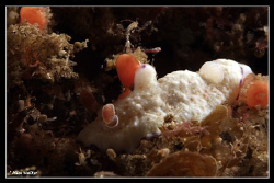A pretty small nudi, about 10mm, but check out the dude a... by Allen Walker 